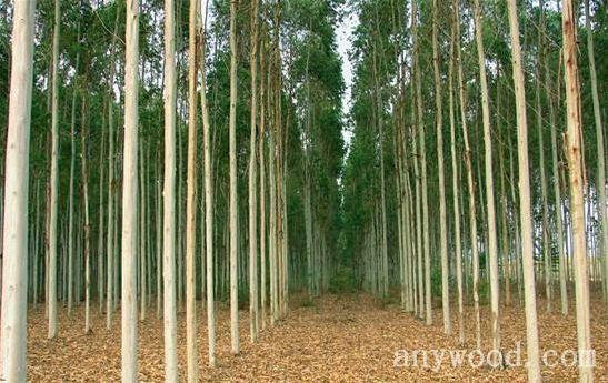 除自产木材外,凭借着与东盟海陆相连的区位优势,广西也成为东南亚木材