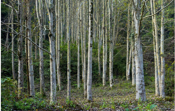 美国白蛾将进入危害期 林业部门提醒加强防治【木材圈】