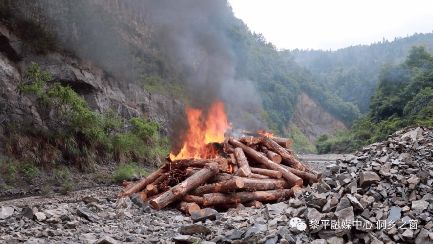 林业部门集中销毁一批患有松材线虫病疫木材,共28.317立方米